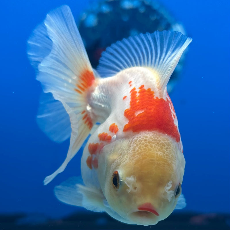 Thai Oranda Lemon Head Red/White 2.5” Body Female(CK-852)R3B18