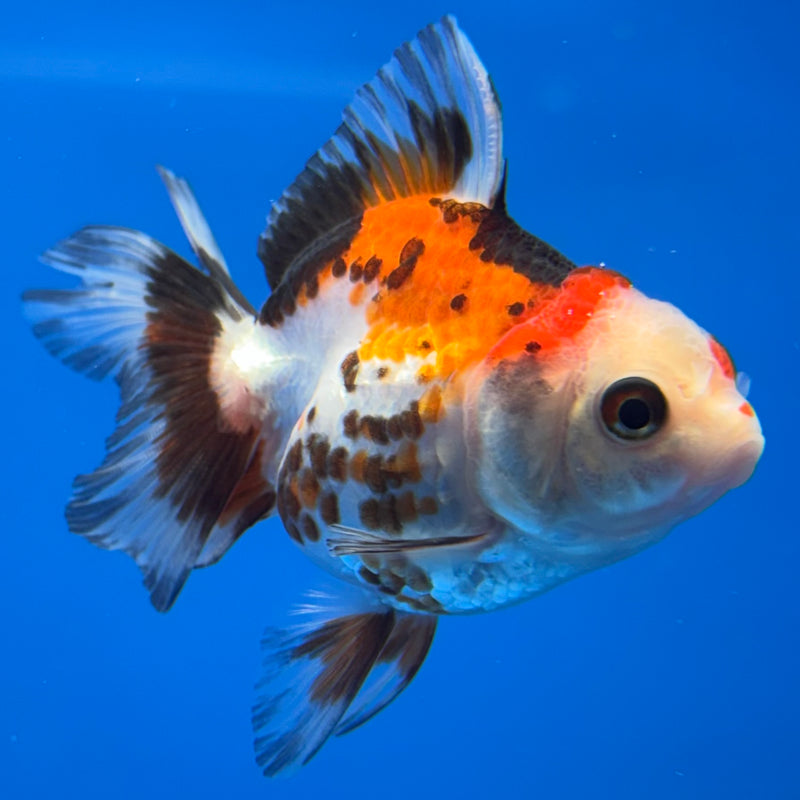 Thai Oranda Tri-Color/Apache 2” Body Male(CK-737)R3B21