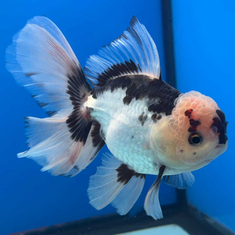Thai Oranda Panda 3.5” Body Male(CK-1397)SHOWTANK2 (Copy)