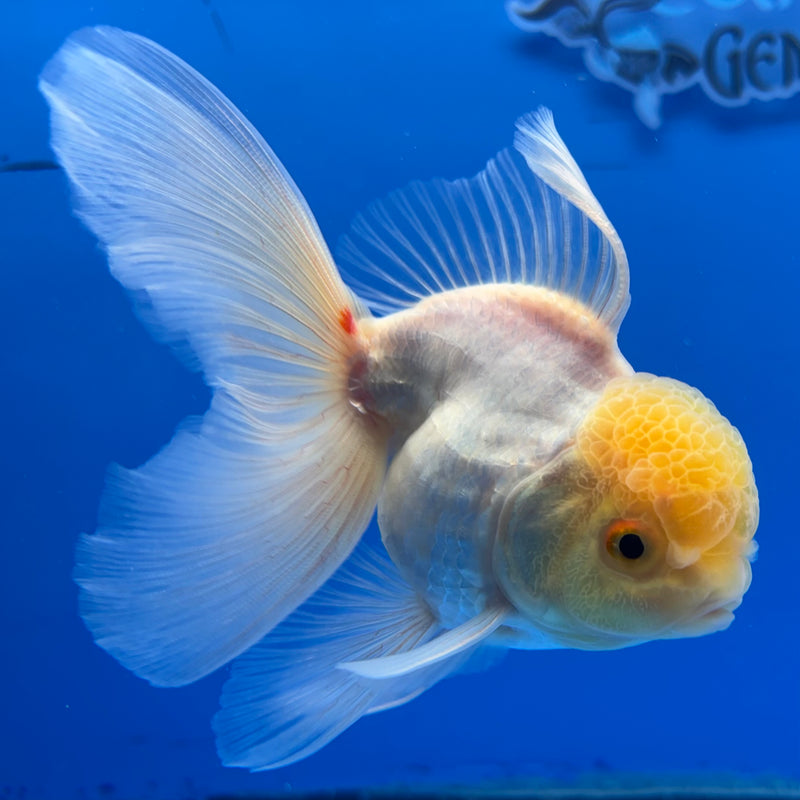 Thai Oranda Lemon Head White Polka Dot 3” Body Male(CK-987)R3B07