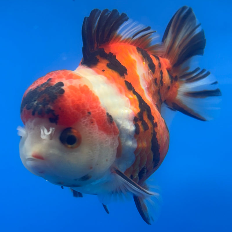 Thai Oranda Tri-Color Calico 4” Body Male(CK-820)R1A07
