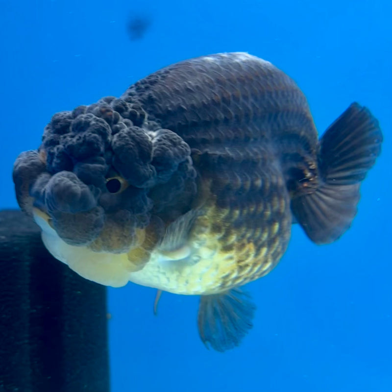 Thai Ranchu SPECIAL COLOR Apache 3.5” Body Female(CK-1114)R1A04