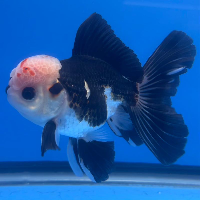 Thai Oranda Tri-Color/Panda 3” Body Male(CK-1220)R1A09