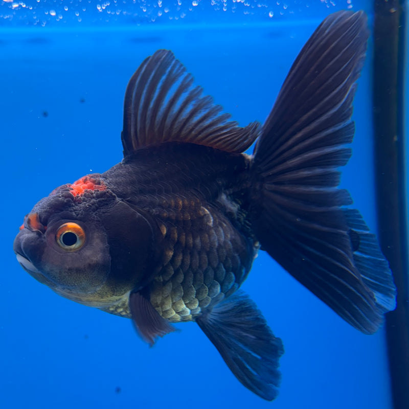 Thai Oranda Tri-Color 3” Body Female(CK-978)R3B09