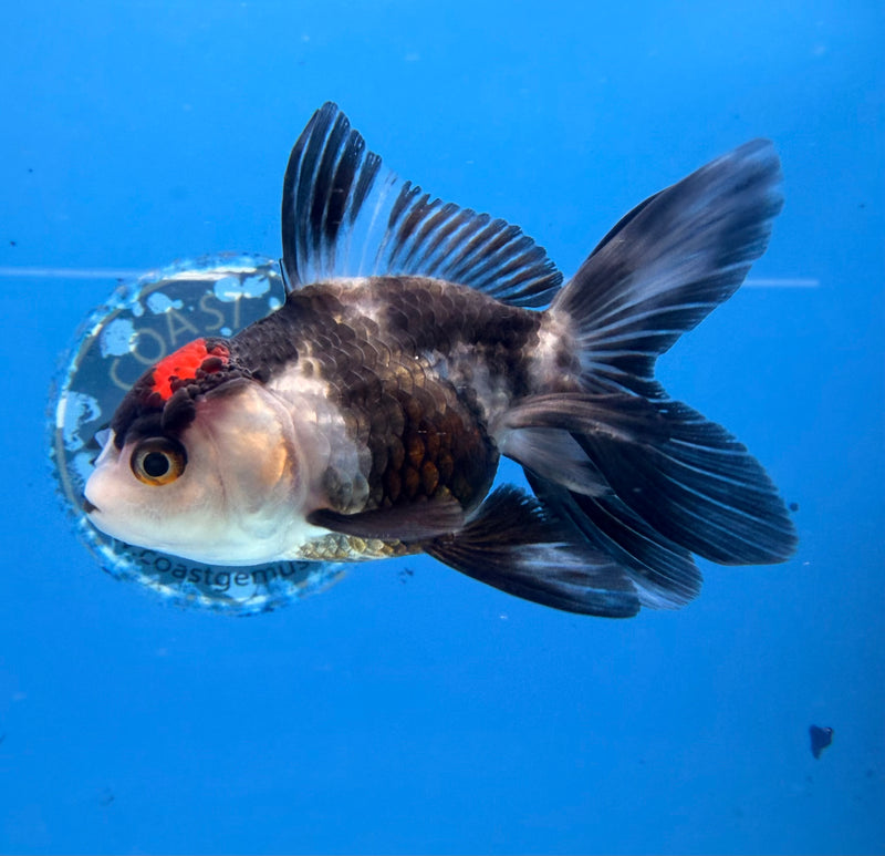 Thai Oranda Panda Red Cap 2.5” Female (FEB-274)R3A09