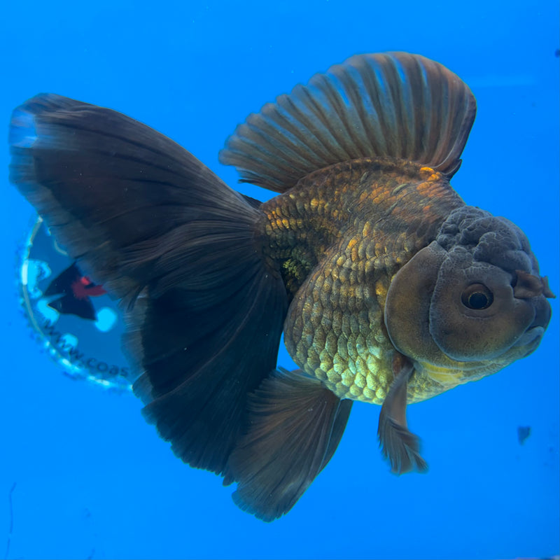 Thai Oranda Orchid Tail Full Black/Apache 3.5” Body Male(CK-1500)R2B24