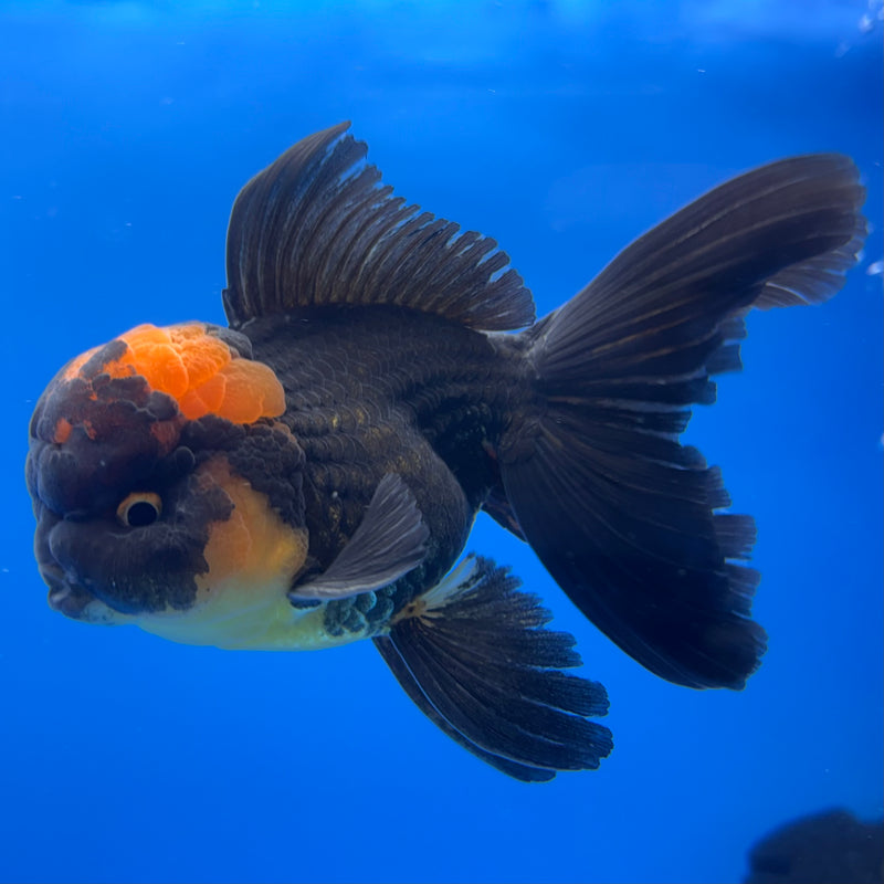 Thai Oranda Apache 3” Body Male(CK-734)R1B02