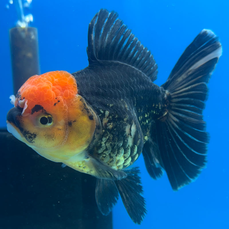 Thai Oranda Apache 3.5” Body Female(CK-919)R1BLUETUB4