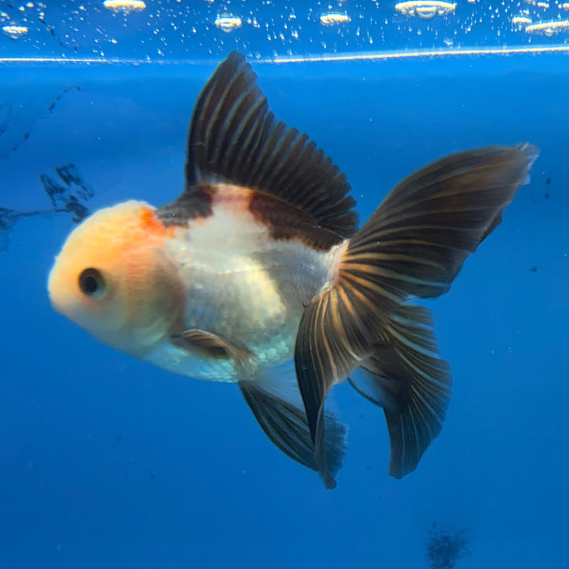 Thai Oranda Tri-Color 2.5” Female (FEB-319)R3B08