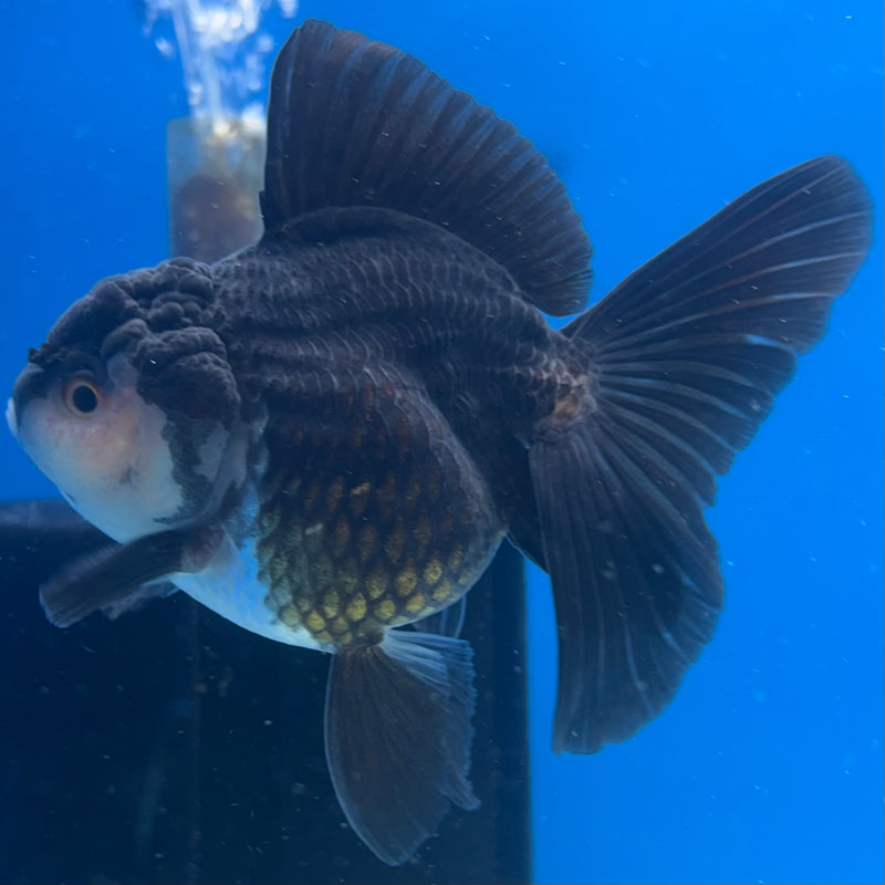Thai Oranda Panda 3” Body Male(CK-1409)R1B09