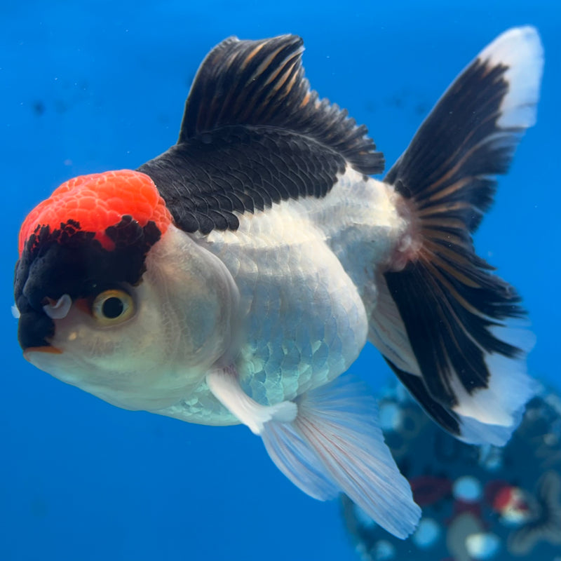 Thai Oranda Tri-Color 3.5” Body Male(CK-927)R1BLUETUB4