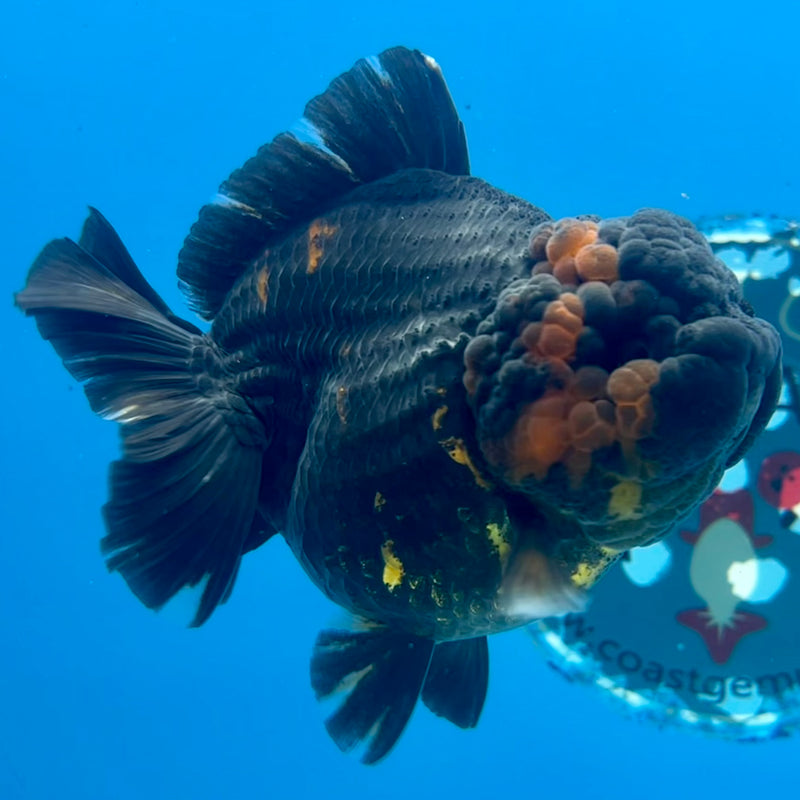 Thai Oranda Tri-Color 3” Body Female(QGF-CK-1100)SHOWTANK