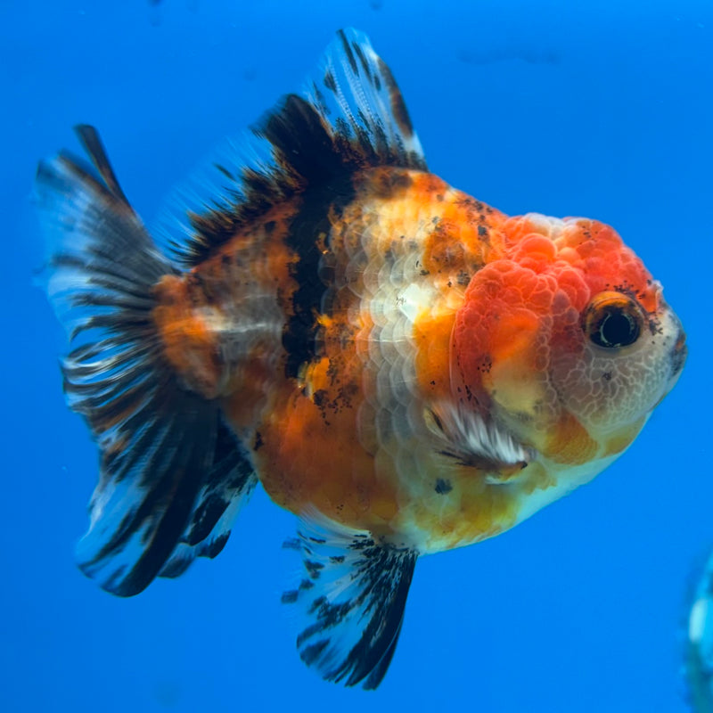 Thai Oranda SHOGUN 2.5” Body Female(CK-1148)R3A12