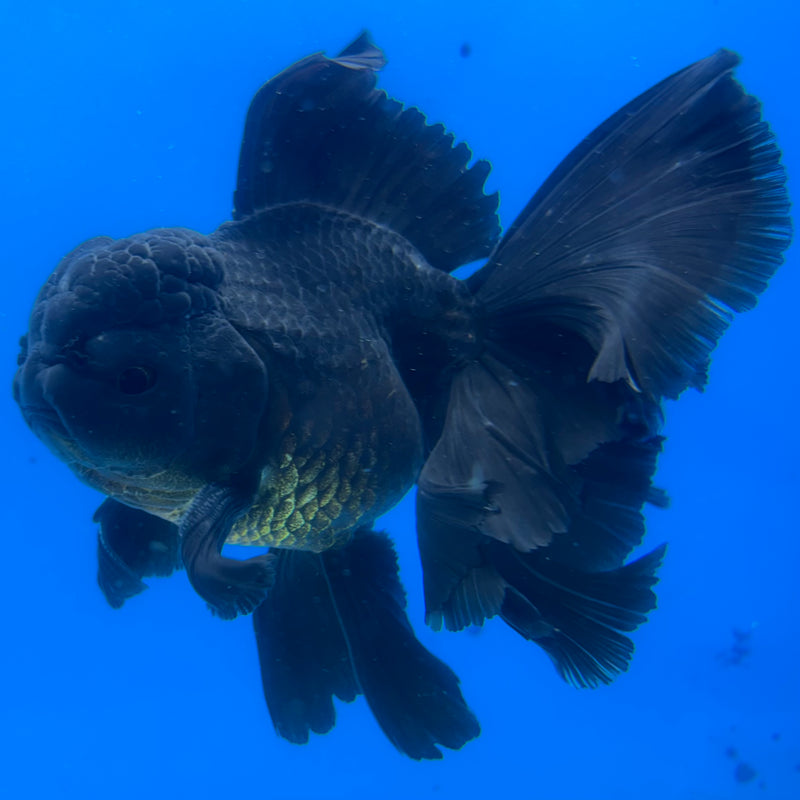 Thai Oranda JUMBO Full Black 4” Body Male(CK-1364)SHOWTANK2