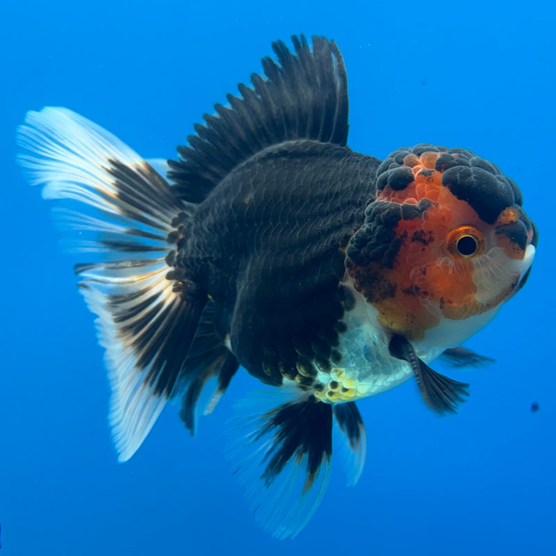 Thai Oranda Tri-Color 3” Body Male(CK-968)R3B21
