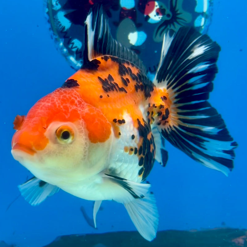 Thai Oranda Apache 3.5” Body Female(CK-1196)SHOWTANK