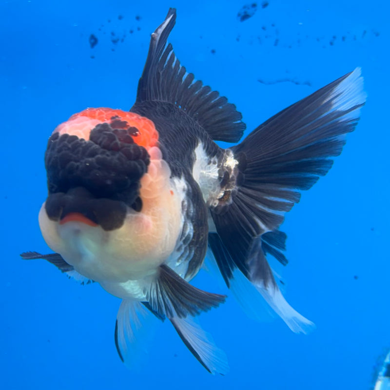 Thai Oranda Tri-Color 3.5” Body Female(CK-913)R1BLUETUB4