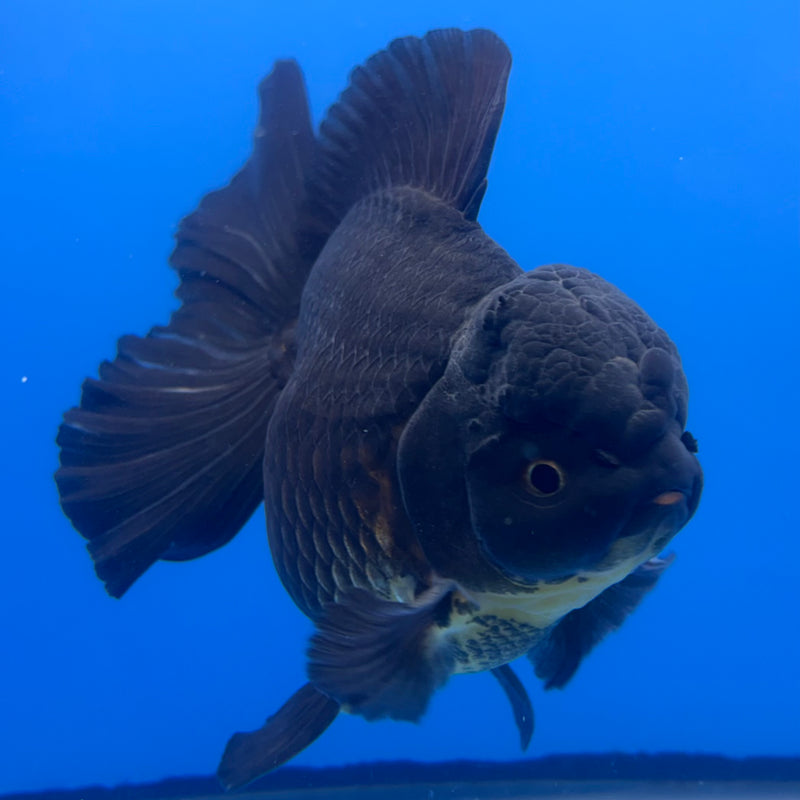 Thai Oranda Full Black 4.5” Body Male(CK-822)R1B08
