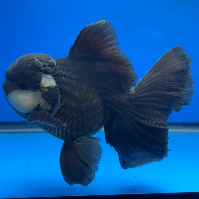 Thai Oranda AA JUMBO Panda 4” Body Male(AA-CK-1359)R1BLUETUB3