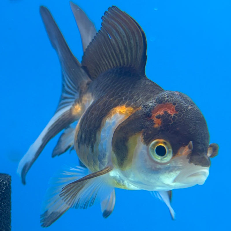 Thai Oranda Tri-Color/Apache 2” Body Female(CK-1137)R3A14