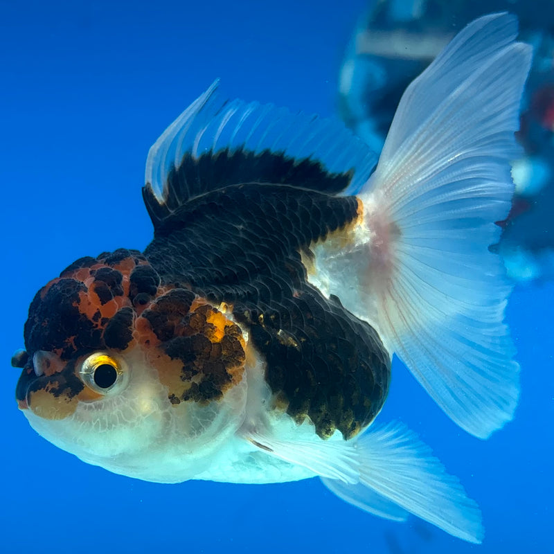 Thai Oranda Tri-Color 2.5" Female (CK-1524)R3B16