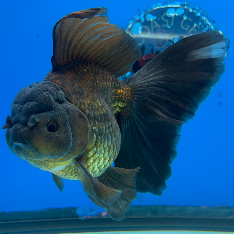 Thai Oranda Orchid Tail Full Black/Apache 3.5” Body Male(CK-1500)R2B24