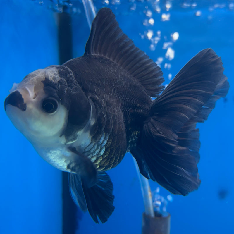Thai Oranda Panda 3” Body Female(CK-842)R3B20