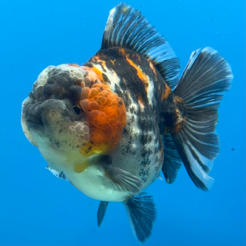 Thai Oranda Tri-Color Calico 3” Body Male(QGF-CK-1093)SHOWTANK
