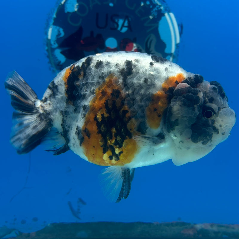 Thai Ranchu JUMBO Calico 4.5” Body Male(BIN-CK-1046)SHOWTANK2