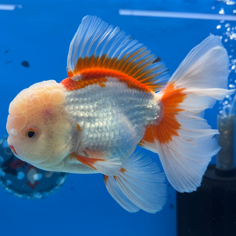 Thai Oranda JUMBO Red/White 4” Body Male(CK-1439)BLUETUB2