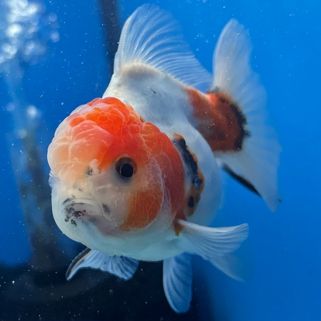 Thai Oranda Calico Yuanbao by SHOGUN 2.8” Body Male(CK-1591)R3B09