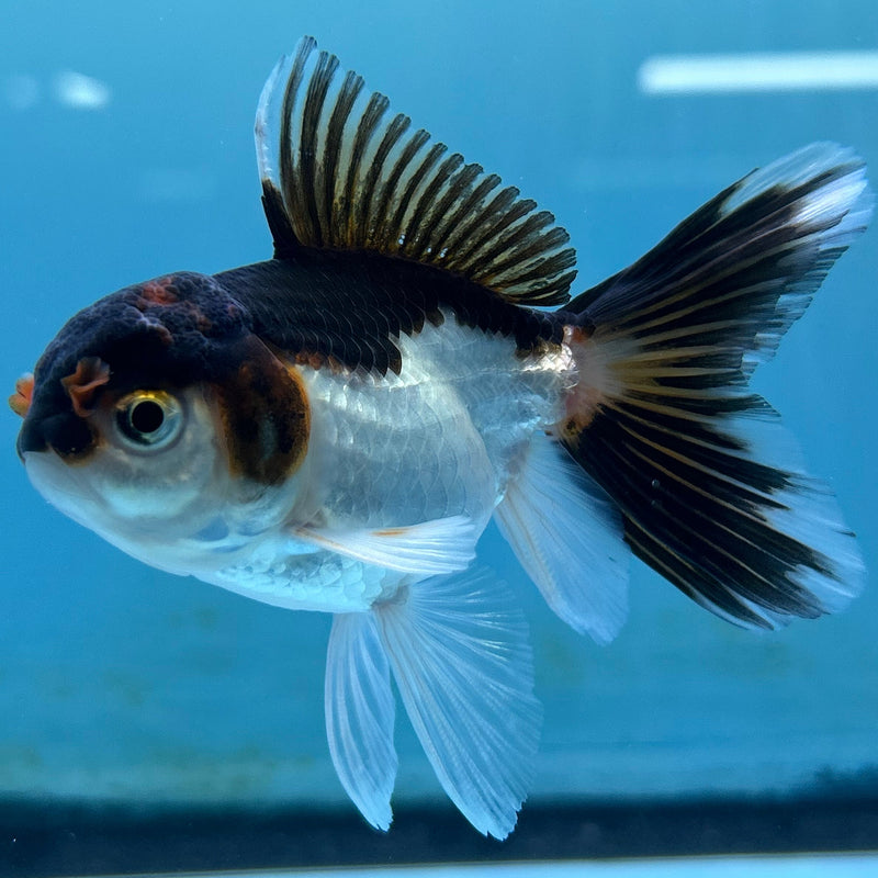 Thai Panda Oranda 2.5“ Body Male (JCD-151)R4C06