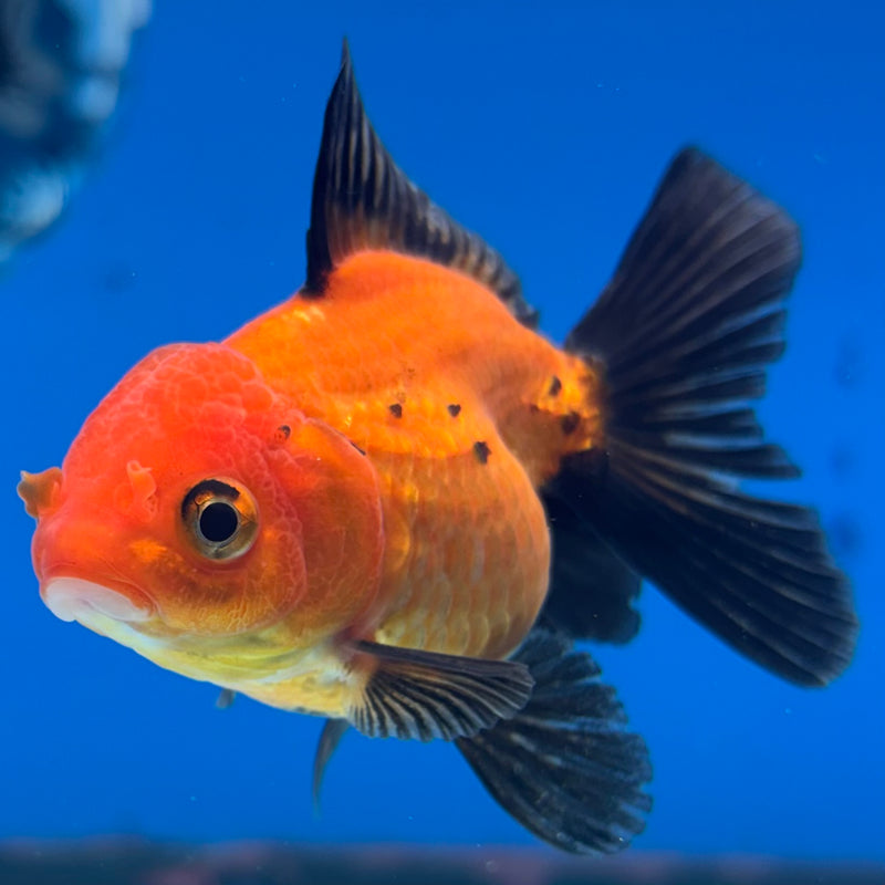 Thai Oranda Apache 2” Body Female(CK-1270)R3B06
