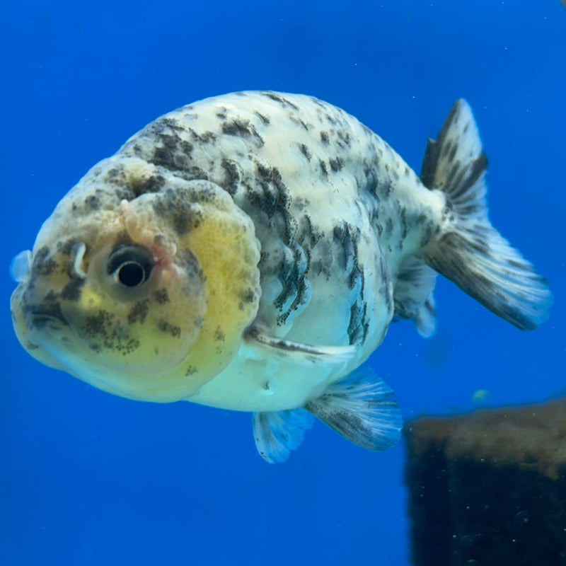 Premium Fancy Goldfish Ranchu White Tiger 3" Body (JCD-185) R2C05