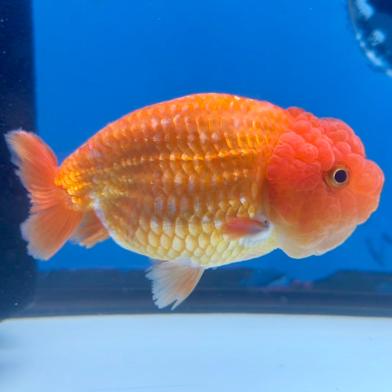 Thai Ranchu Full Red 3.5” Body Female(CK-1128)R1B05