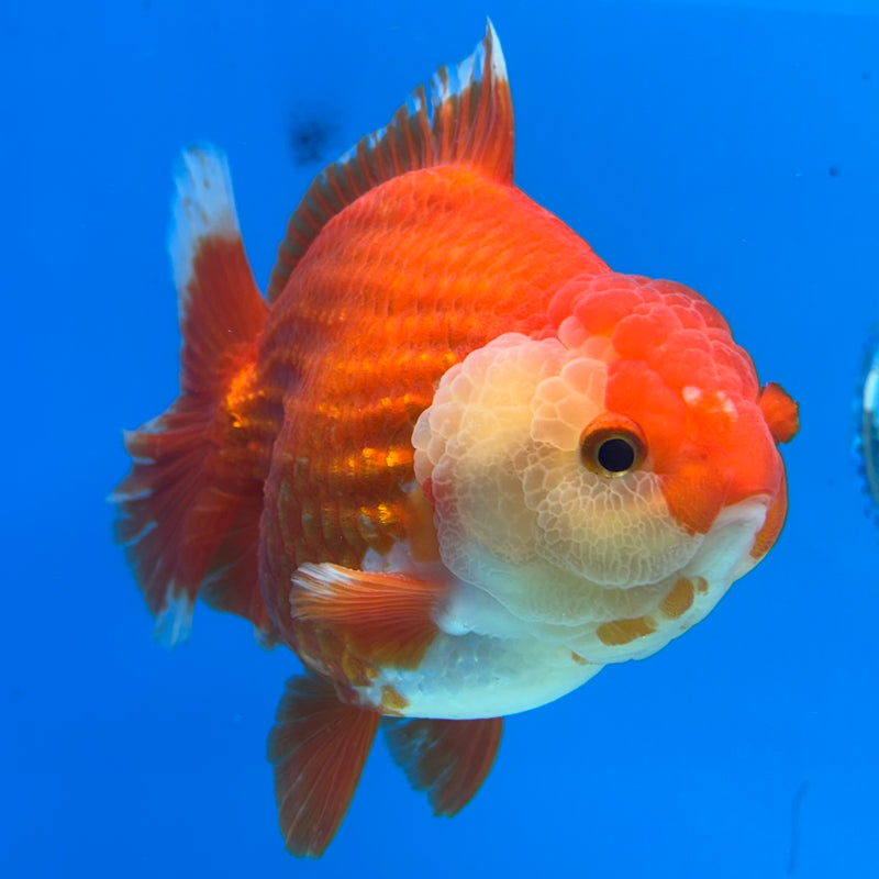Thai Oranda Red/White 4” Body Male(CK-1446)R1BLUETUB1