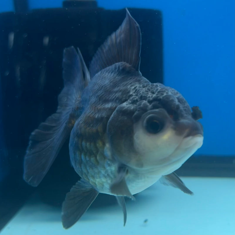 Thai Oranda Panda 2.5” Body Male(CK-1431)R3B16