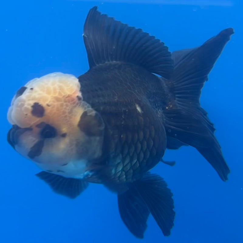 Thai Oranda Panda 3” Body Female(CK-1225)R1B08