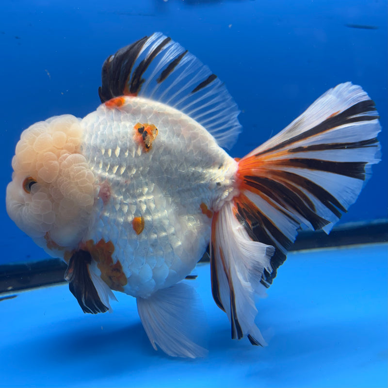 Thai Oranda Tri-Color RoseTail 4.5” Body Female(NKT-CK-1034)SHOWTANK2