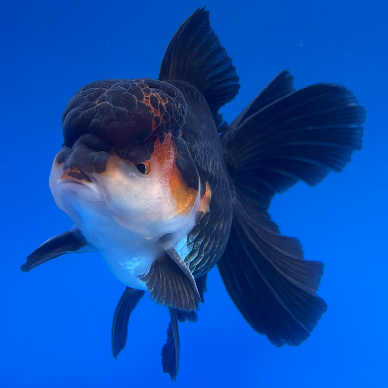 Thai Oranda Apache/Tri-Color 3” Body Male(CK-1233)R1A11