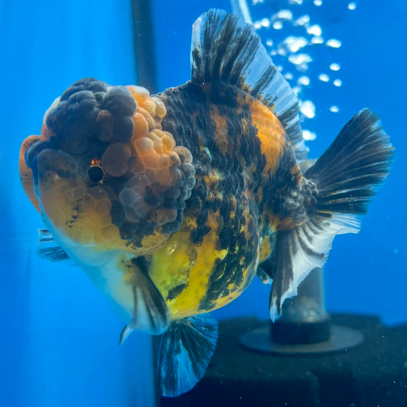 Thai Oranda Tri-Color Calico Tiger 3” Body Female(QGF-CK-1094)SHOWTANK