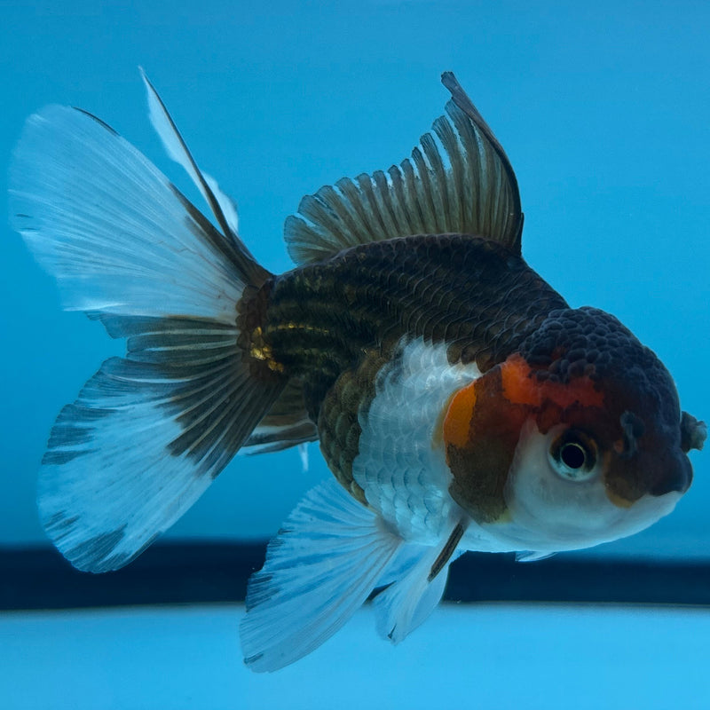 Thai Tri-Color Oranda 2.5”Body Male (JCD-036)R4B04