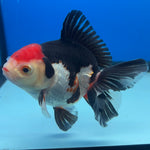 Thai Oranda Tri-Color 3” Male(CK-1621)R1A02