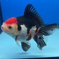 Thai Oranda Tri-Color 3” Male(CK-1621)R1A02