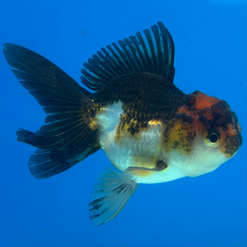 Thai Oranda Apache/Tri-Color 2.5" Male(CK-1527)R3B13