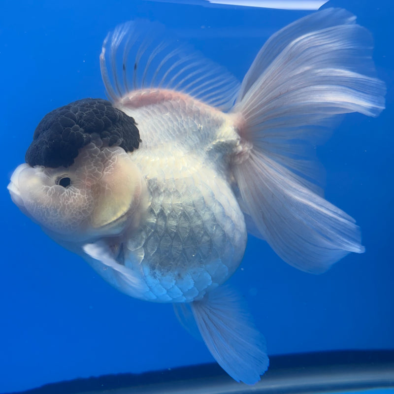 Thai Oranda NOK AA Medium Breed Peacock Tail Panda 4” Body Female(CK-806)R1A08