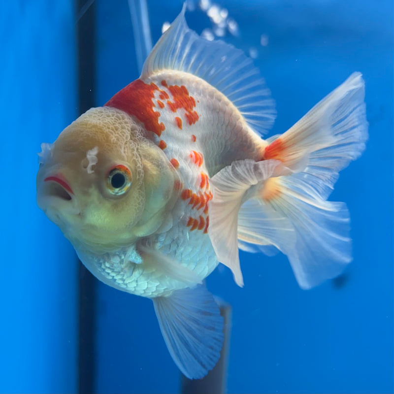 Thai Oranda Lemon Head Red/White 2.5” Body Female(CK-852)R3B18