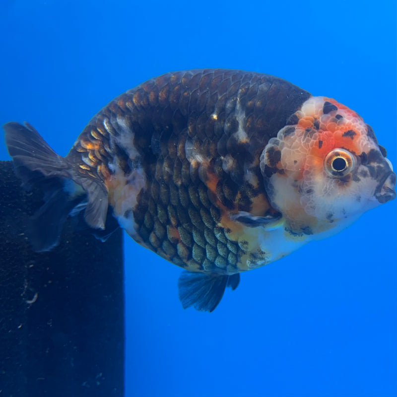Chinese Ranchu Calico 4” Body Male(CK-1468)R2A09