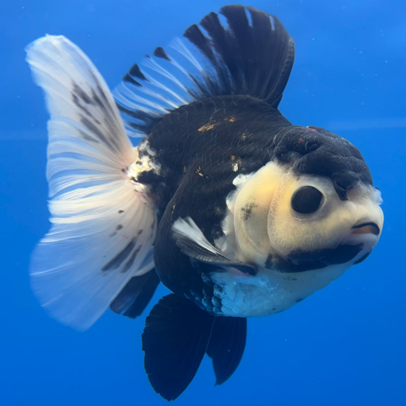 Thai Oranda JUMBO Panda 4.5” Body Male(QGF-CK-1332)BLUETUB1