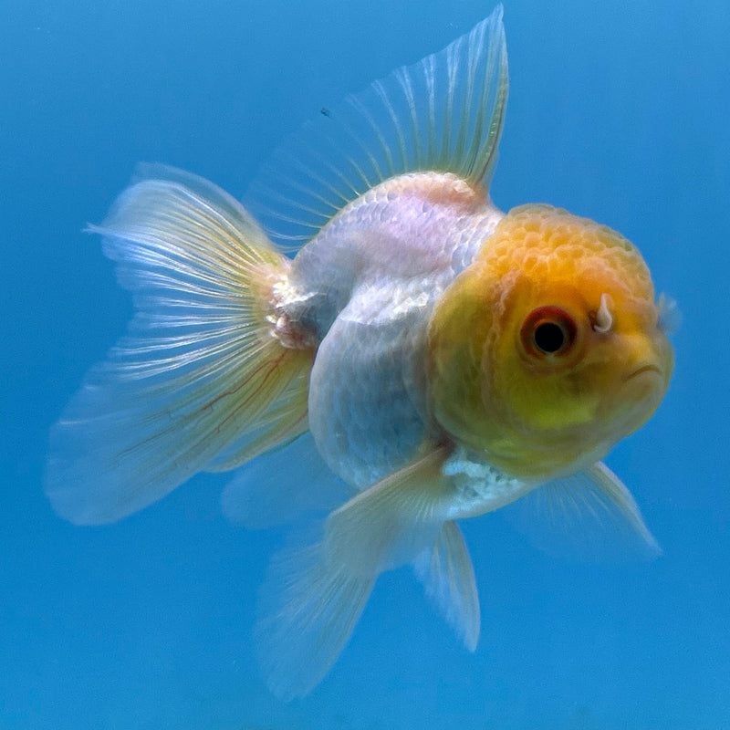 Thai White Lemon-Head Oranda 2“ Body Male (JCD-143)R4B14